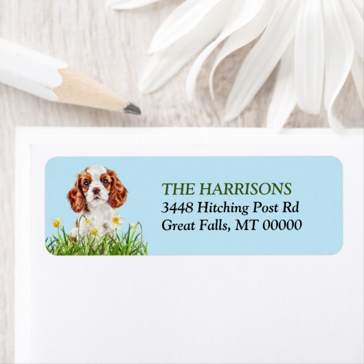 Cavalier King Charles Spaniel Daffodil Garden Etiket (Insitu)