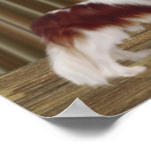 Cavalier King Charles Spaniel Dog Art Poster (Hoek)