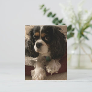 Cavalier King Charles Spaniel Dog Briefkaart