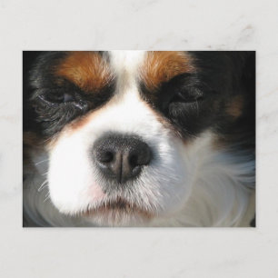 Cavalier King Charles Spaniel Dog Briefkaart