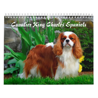 Cavalier King Charles Spaniel Dog Kalender