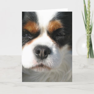 Cavalier King Charles Spaniel Dog Wenskaart Kaart