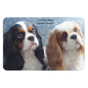 Cavalier King Charles Spaniel Flexibele Magneet