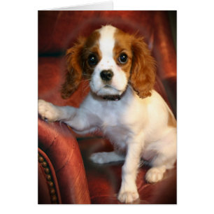 Cavalier King Charles Spaniel giften & apparel