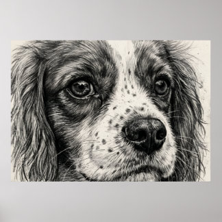 Cavalier King Charles Spaniel Grafietpotlood Poste Poster