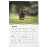 Cavalier King Charles Spaniel Hondenkalender Kalender (Mar 2027)
