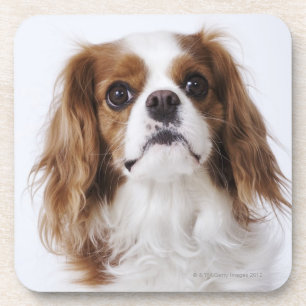 Cavalier King Charles Spaniel in studio Drankjes Onderzetter