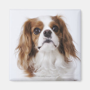 Cavalier King Charles Spaniel in studio Magneet