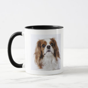 Cavalier King Charles Spaniel in studio Mok