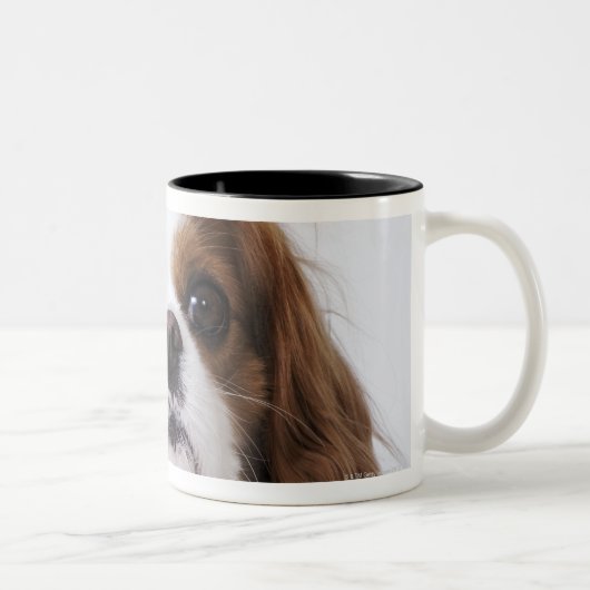 Cavalier King Charles Spaniel in studio Tweekleurige Koffiemok (Rechts)