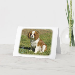Cavalier King Charles Spaniel Kaart