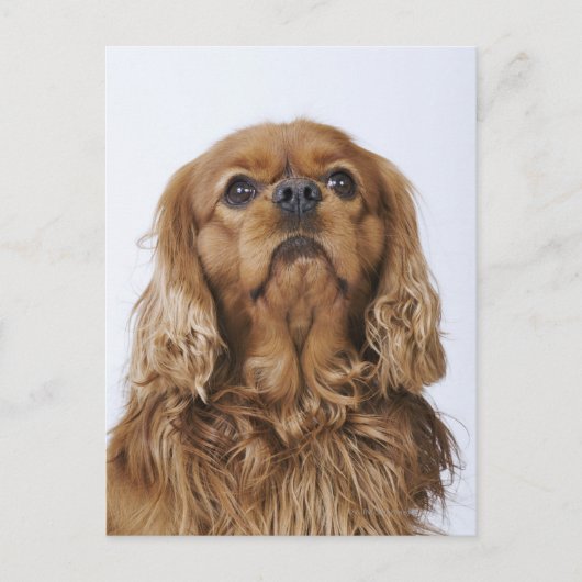 Cavalier King Charles Spaniel kijkt op Briefkaart (Voorkant)