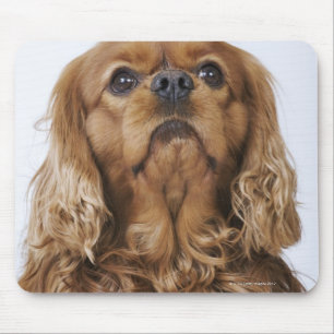Cavalier King Charles Spaniel kijkt op Muismat