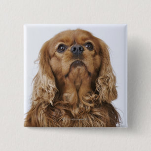 Cavalier King Charles Spaniel kijkt op Vierkante Button 5,1 Cm