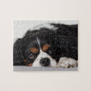 Cavalier King Charles Spaniel Legpuzzel