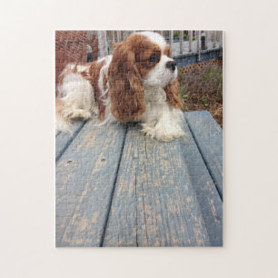 Cavalier King Charles Spaniel Legpuzzel