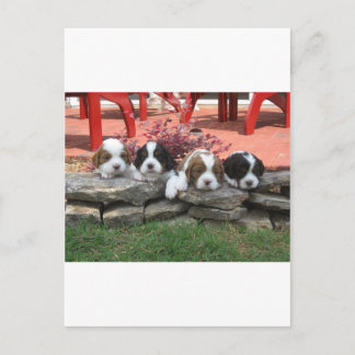 Cavalier King Charles Spaniel Litter Briefkaart