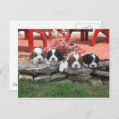 Cavalier King Charles Spaniel Litter Briefkaart (Voorkant / Achterkant)