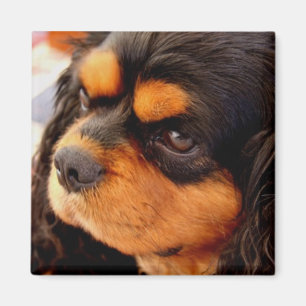 Cavalier King Charles Spaniel Magneet