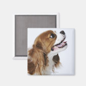 Cavalier King Charles Spaniel Magneet (Voorkant / Achterkant)