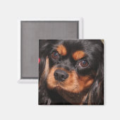 CAVALIER KING CHARLES SPANIEL MAGNET (Recto/Verso)