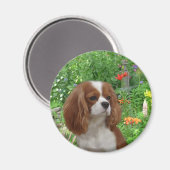 Cavalier King Charles Spaniel Magnet (Recto/Verso)