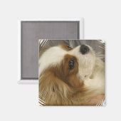 Cavalier King Charles Spaniel Magnet Magneet (Voorkant / Achterkant)