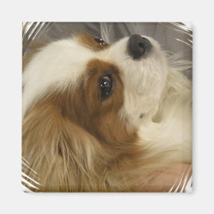 Cavalier King Charles Spaniel Magnet Magneet