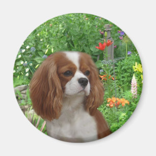 Cavalier King Charles Spaniel Magnet Magneet