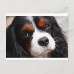 Cavalier King Charles Spaniel mama Briefkaart
