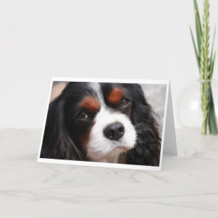 Cavalier King Charles Spaniel mama Kaart