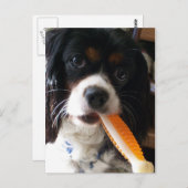 Cavalier King Charles Spaniel met Bone Briefkaart (Voorkant / Achterkant)