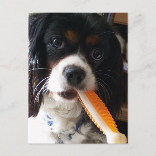 Cavalier King Charles Spaniel met Bone Briefkaart (Voorkant)