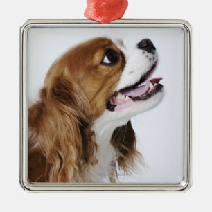 Cavalier King Charles Spaniel Metalen Ornament