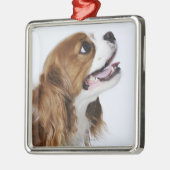 Cavalier King Charles Spaniel Metalen Ornament (Links)