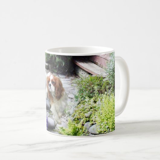 Cavalier King Charles Spaniel Mok (Voorkant rechts)