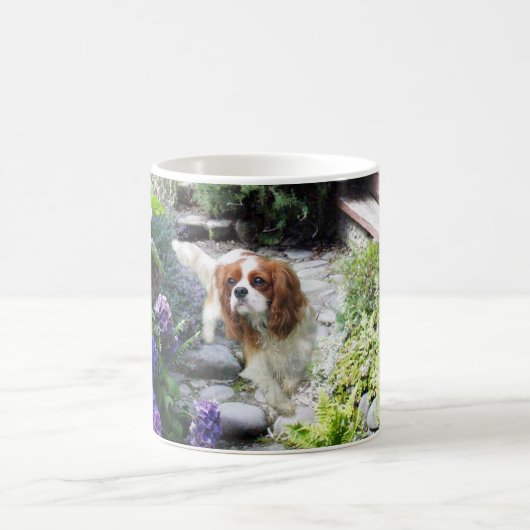 Cavalier King Charles Spaniel Mok (Center)