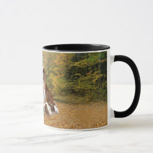 Cavalier King Charles Spaniel Mok