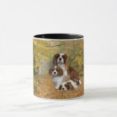 Cavalier King Charles Spaniel Mok (Midden)
