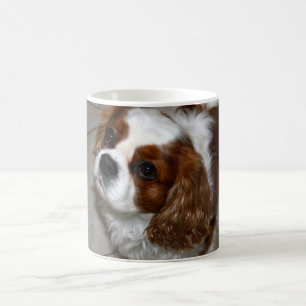 Cavalier King Charles Spaniel Mok