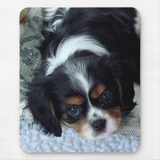 Cavalier King Charles Spaniel Muismat (Voorkant)