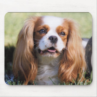 Cavalier King Charles Spaniel Muismat
