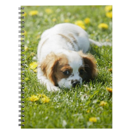 Cavalier King Charles Spaniel Notitieboek (Voorkant)