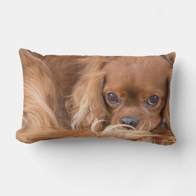 Cavalier King Charles Spaniel Ogen Op Jou Kussen (Voorkant)