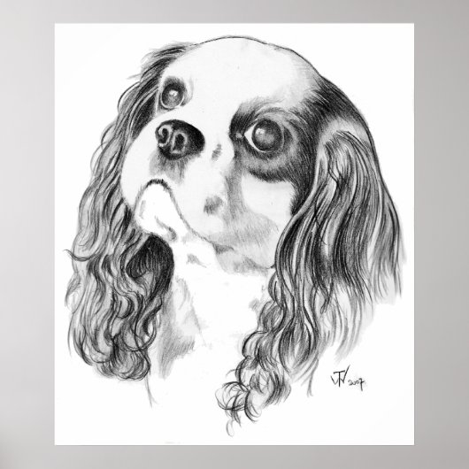 Cavalier King Charles Spaniel Poster (Voorkant)