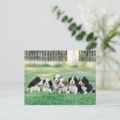 Cavalier King Charles Spaniel puppies Briefkaart (Staand voorkant)