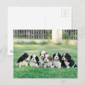 Cavalier King Charles Spaniel puppies Briefkaart (Voorkant / Achterkant)