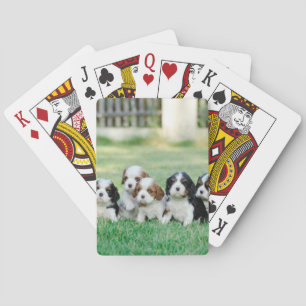 Cavalier King Charles Spaniel puppies Speelkaarten