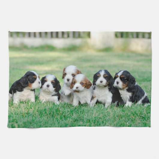 Cavalier King Charles Spaniel puppies Theedoek (Horizontaal)