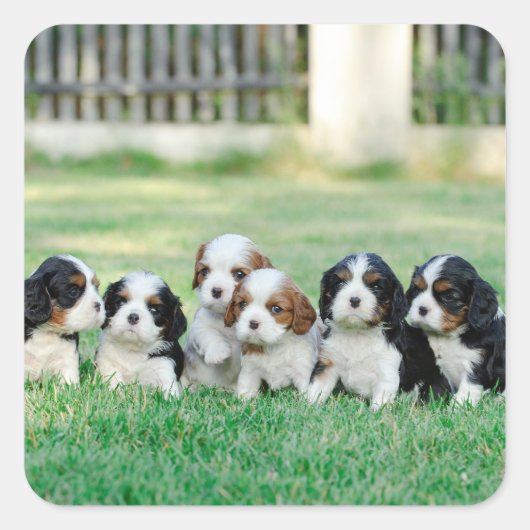 Cavalier King Charles Spaniel puppies Vierkante Sticker (Voorkant)